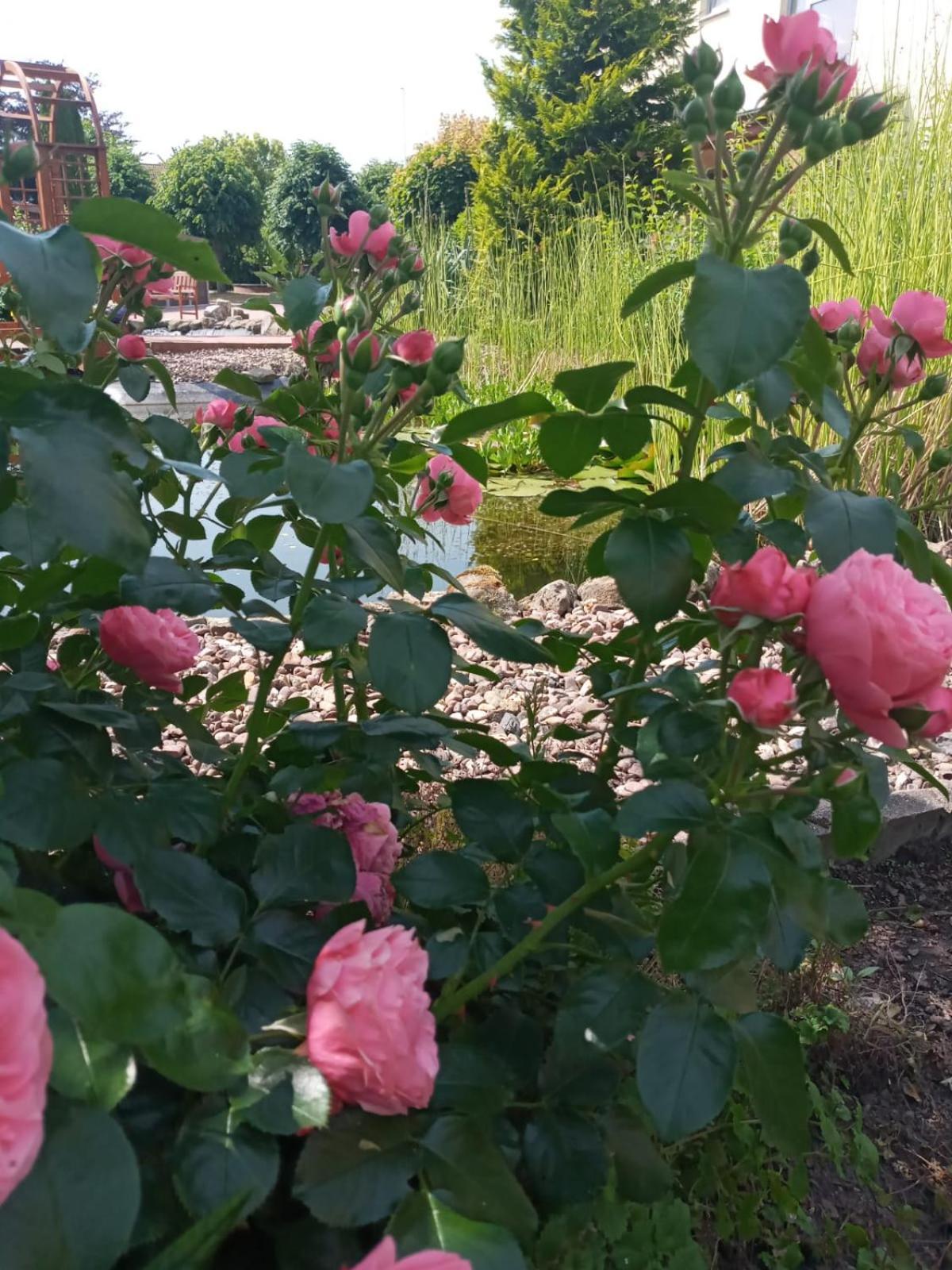 Ferienwohnung Toelle Bad Rehburg Kültér fotó